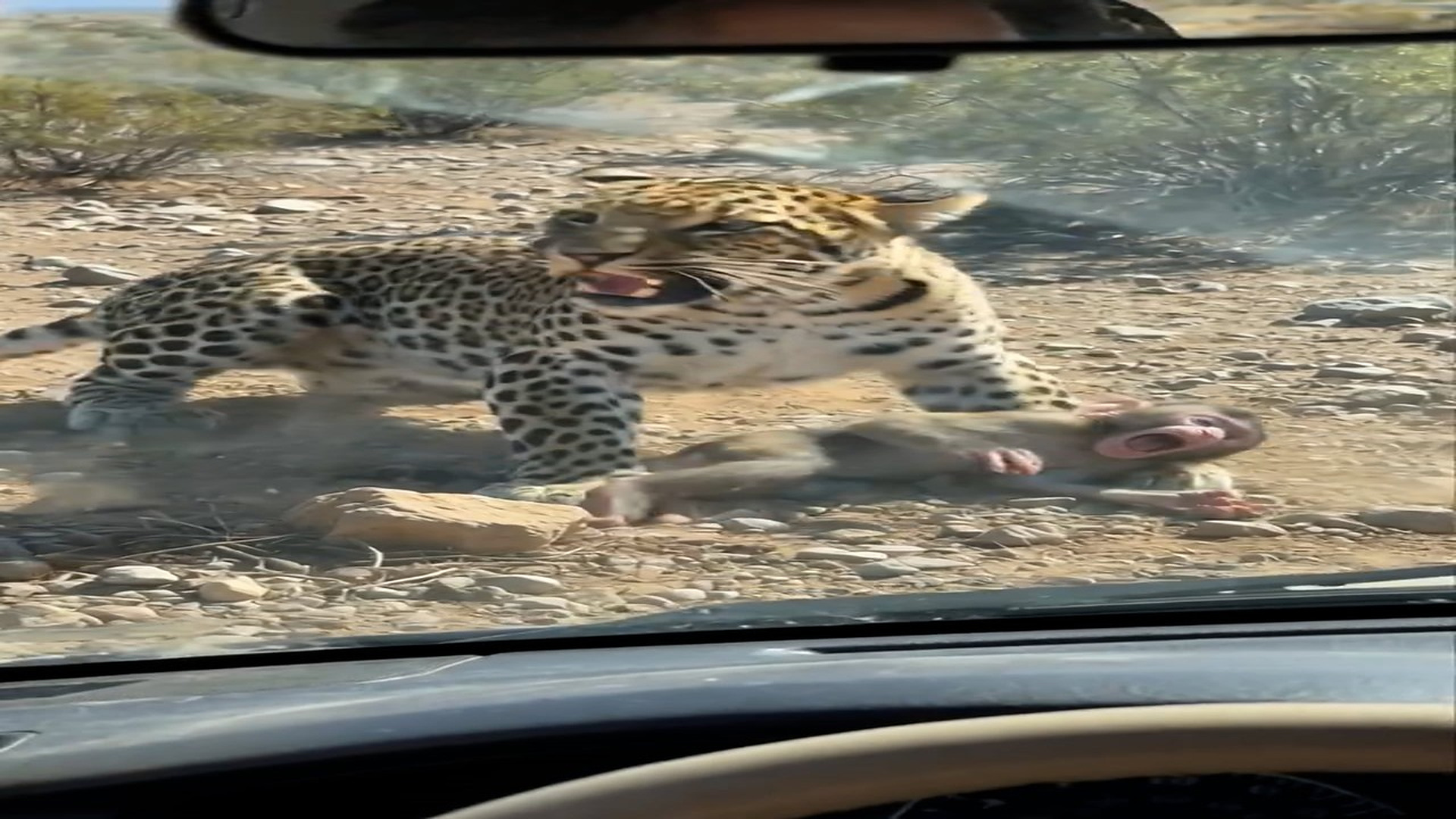 H0508001_Animal Savior